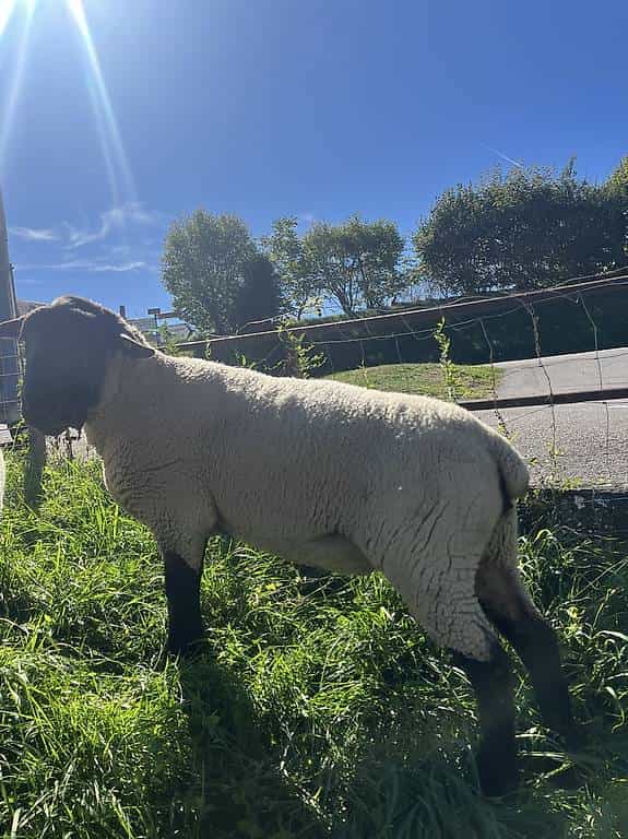 Bélier suffolk