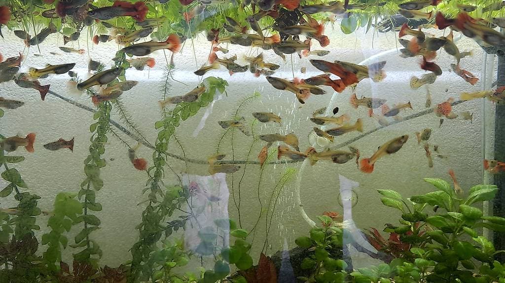 Je fais don de poissons guppys