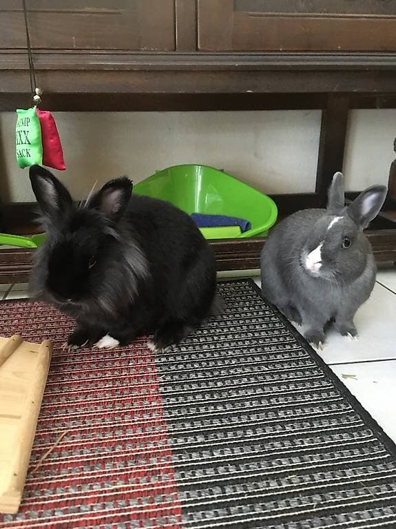 2 lapins nains à donner