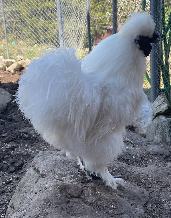 Coq de soie blanc pure race