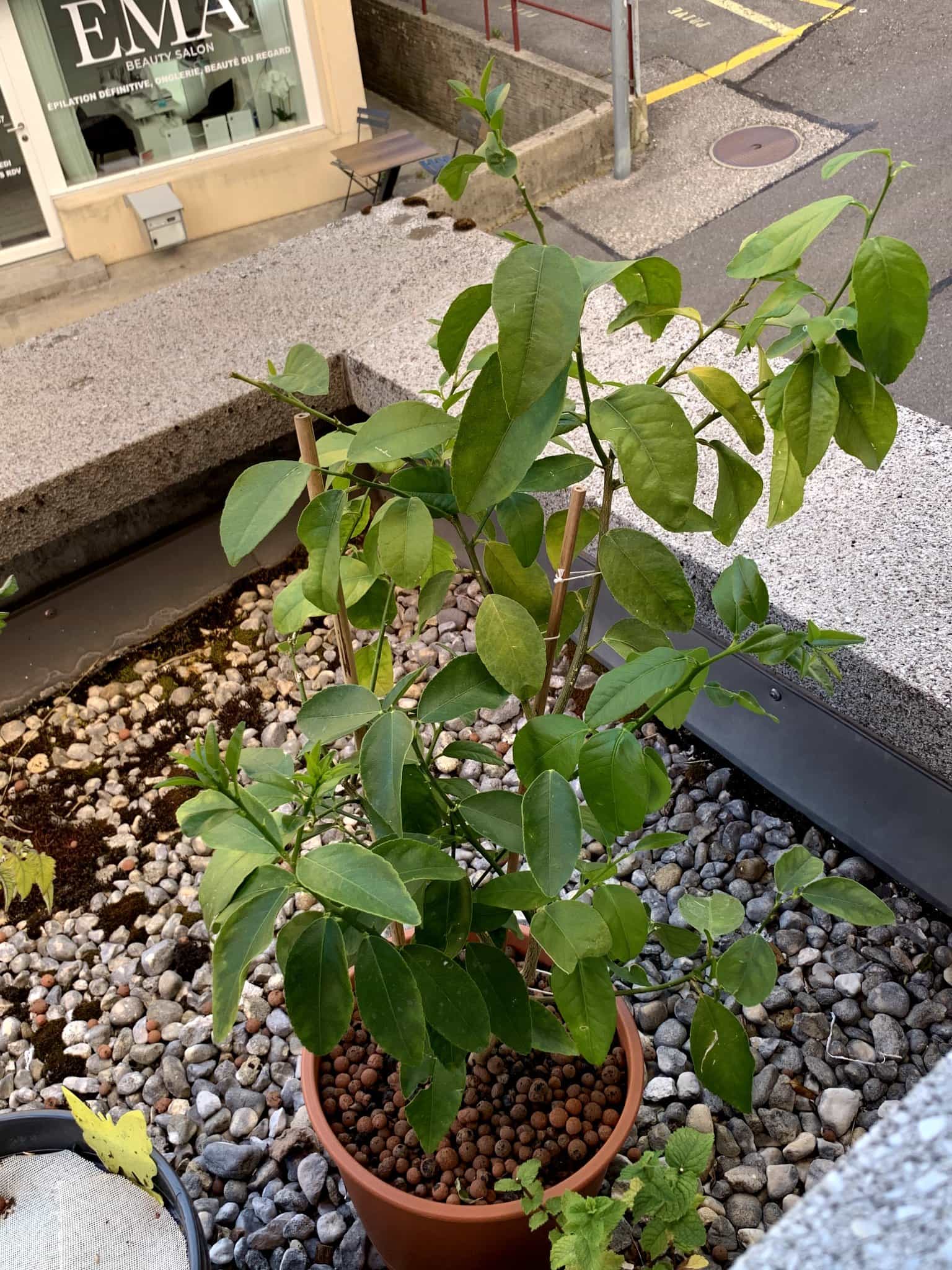 Citronnier vert nain