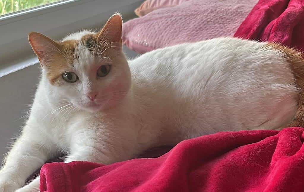 Chatte perdue
