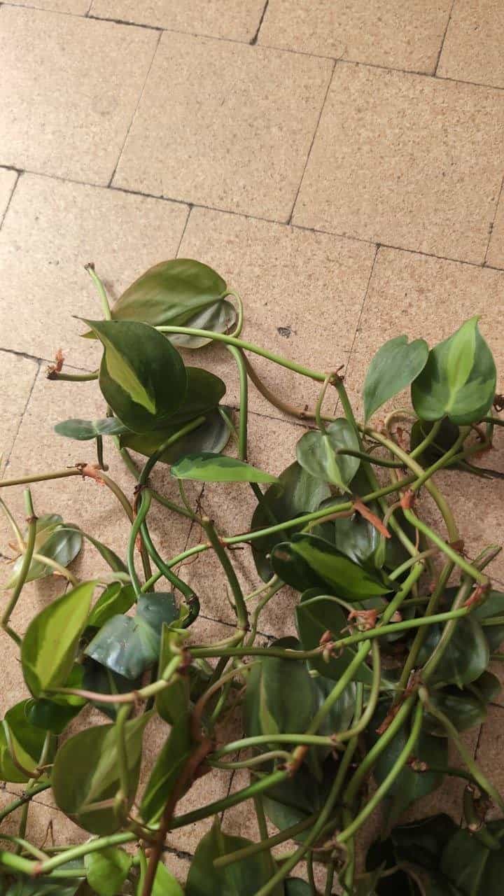 Philodendron Stecklinge