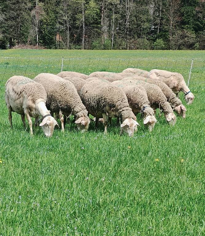 Lacaune Milchschafherde zu verkaufen