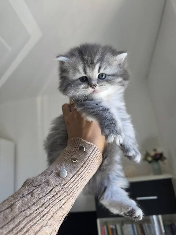 Bella, adorable petite chatonne aux magnifiques origines