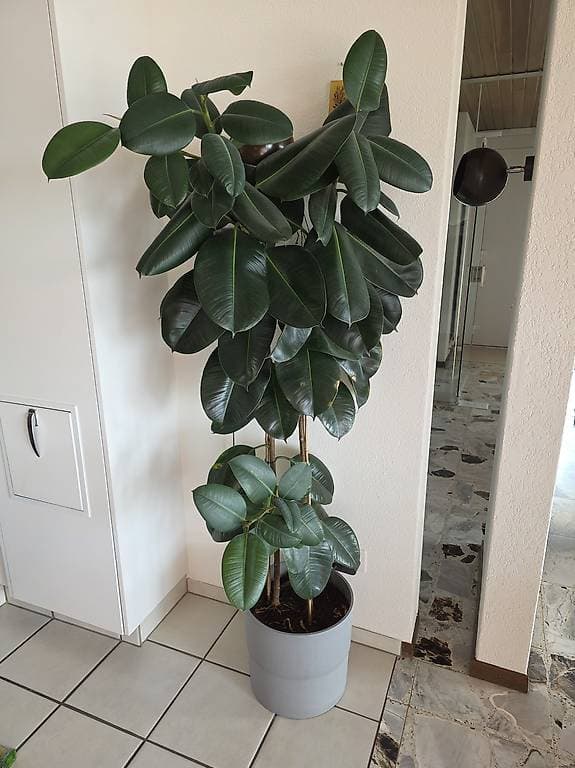 Pflanze gratis abzugeben