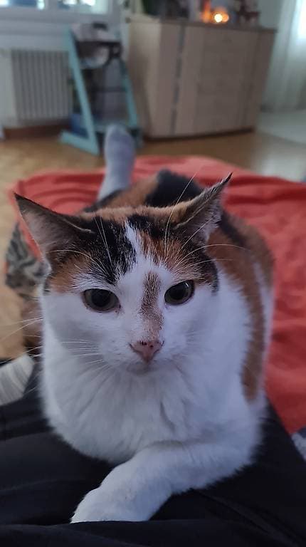 Katze sucht neuen Platz