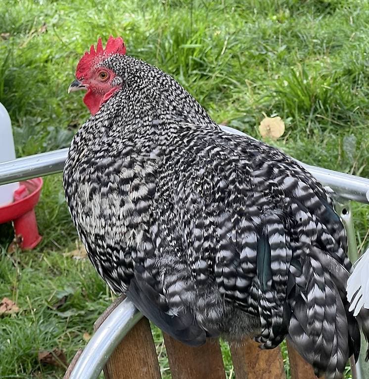 Zwergcochin-Sperber-Mix Hähne