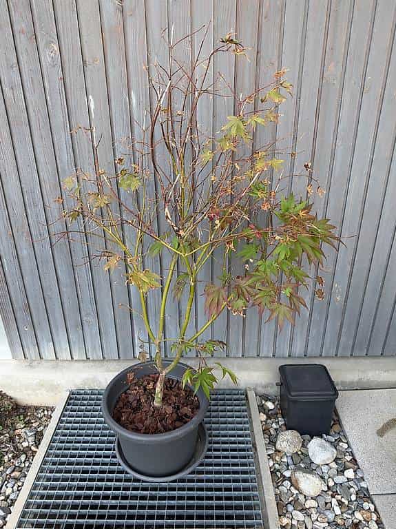 Érable du Japon 78"Atropurpureum" à donner