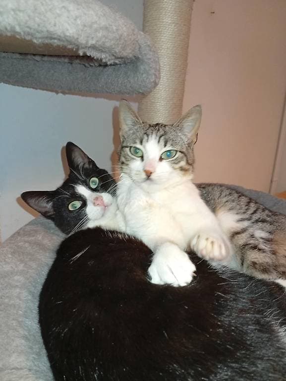 2 chatons à adopter