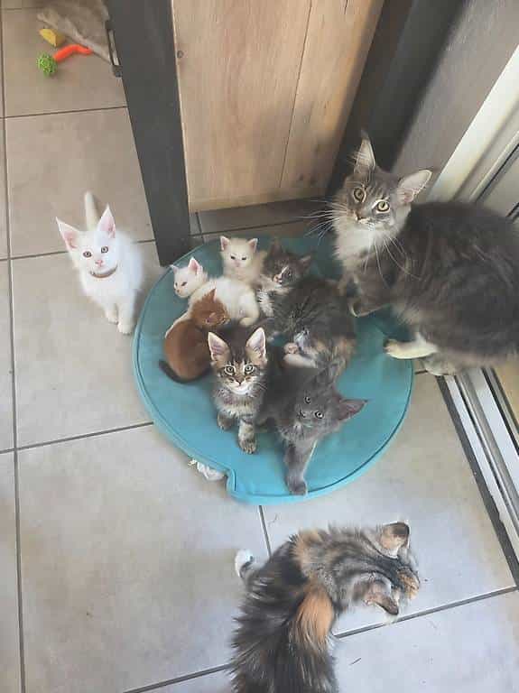 Chatons MaineCoon