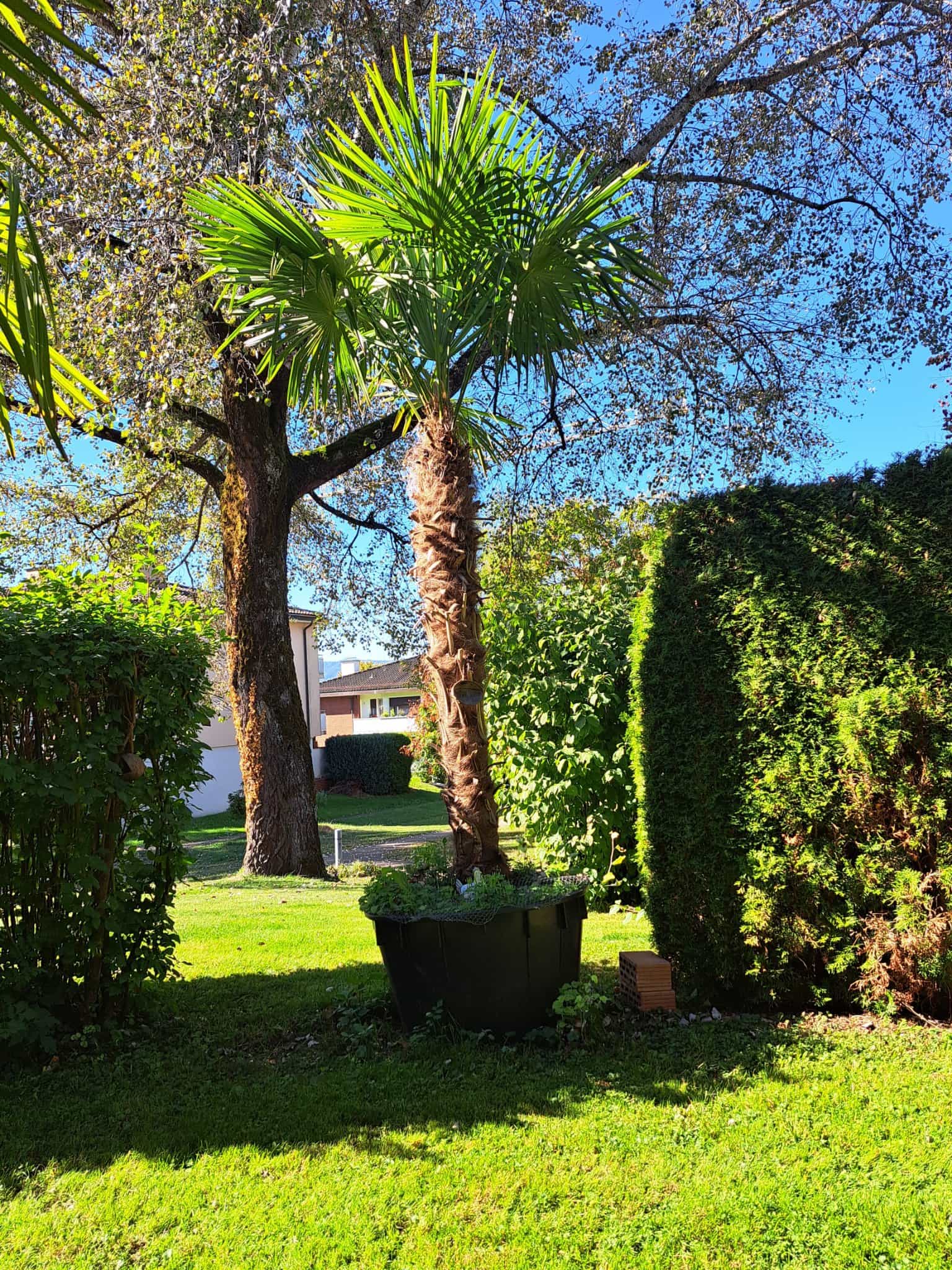 Palme im Topf, grün