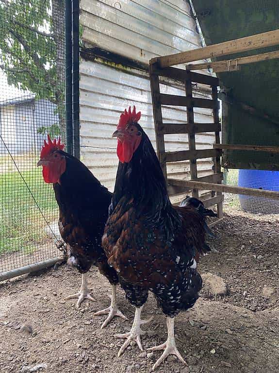 Coq Sussex millefleur