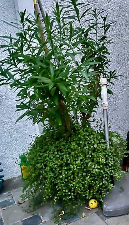 Oleander