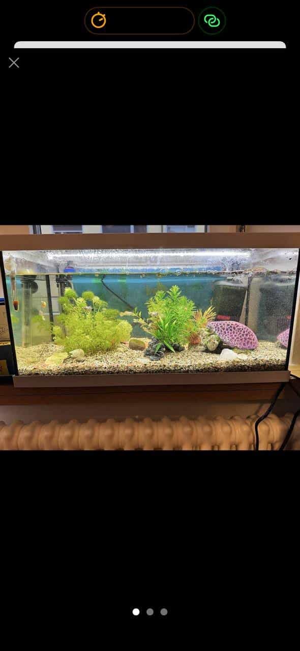 Aquarium mit Fischen und Zubehör