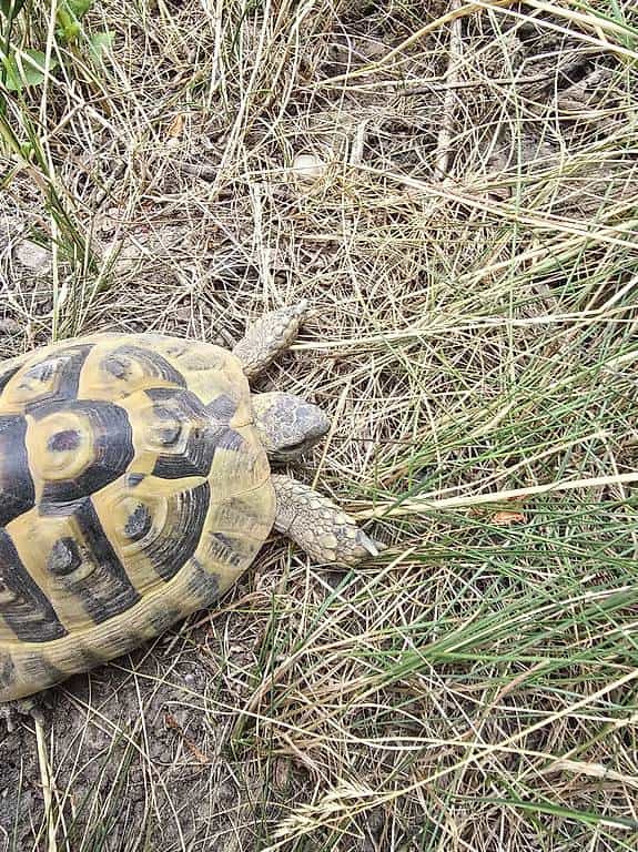 Griechische Landschildkröte