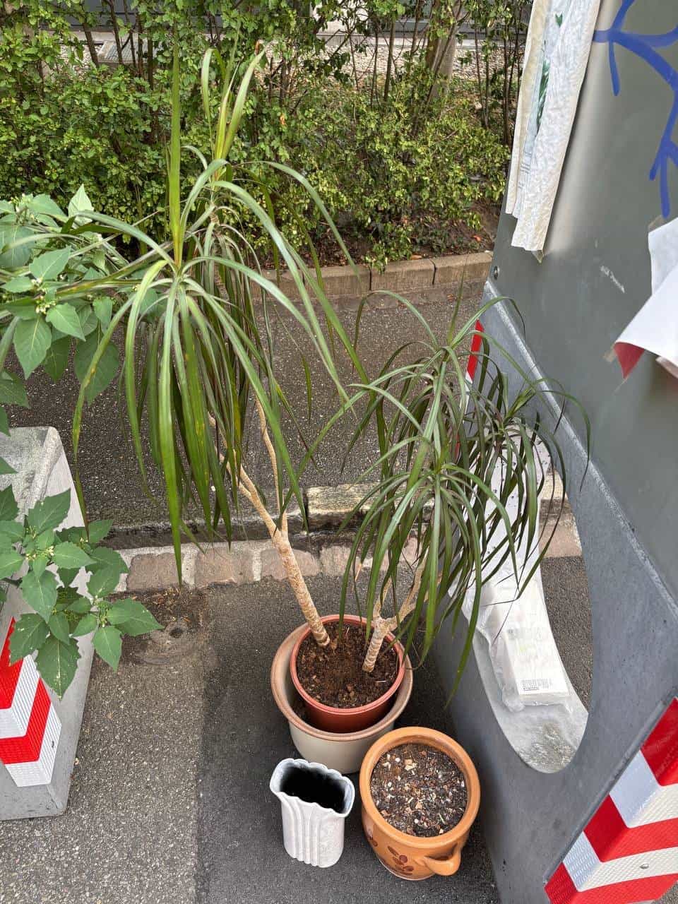 Zimmerpflanze, Töpfe und Vase