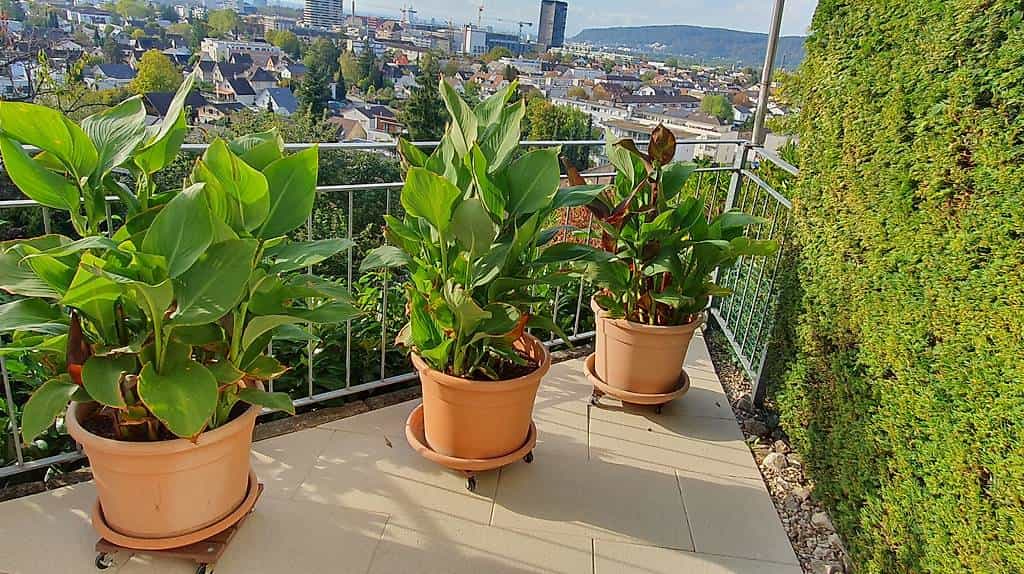 Gratis 3 Gartentöpfe mit Cana rot/gelb abzugeben