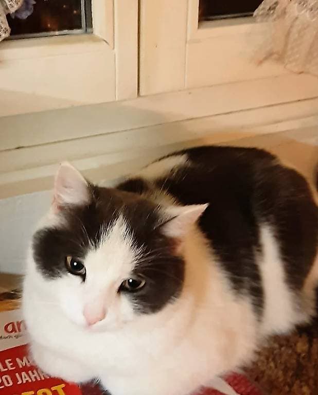 Notfallvermittlung: Zuhause für zwei Katzen gesucht
