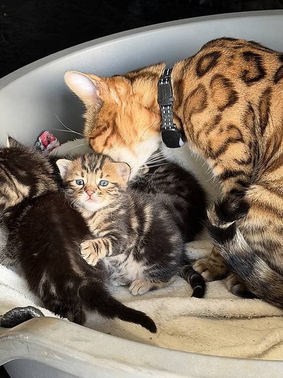 À réserver : 1 magnifique chaton croisé Bengale