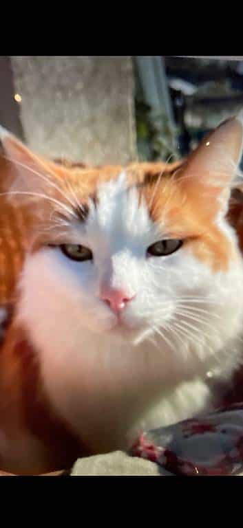 Perdu chat Crevette