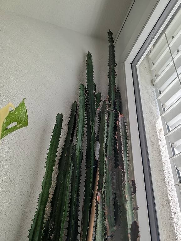 2x Euphorbia Kaktus Wolfsmilch Pflanze