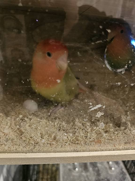 Couple d'inseparable reproducteur(prix description)