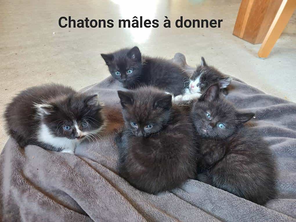 Châtons à donner