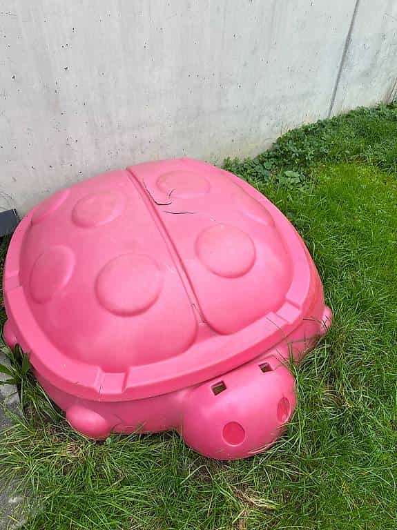 Sandkastenschildkröte