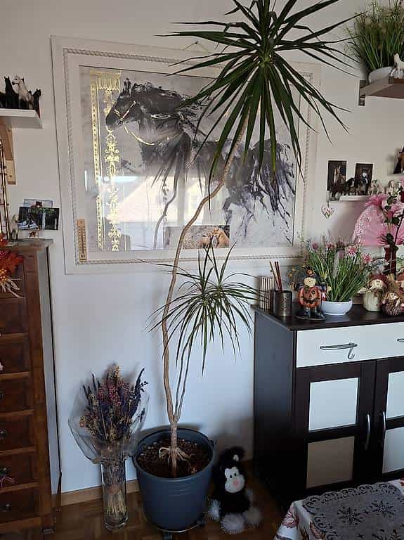 plantes d intérieur