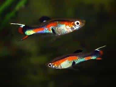 À donner Guppys Endler
