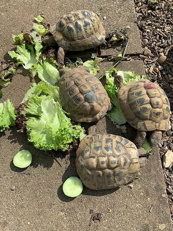 4 Griechische Landschildkröten