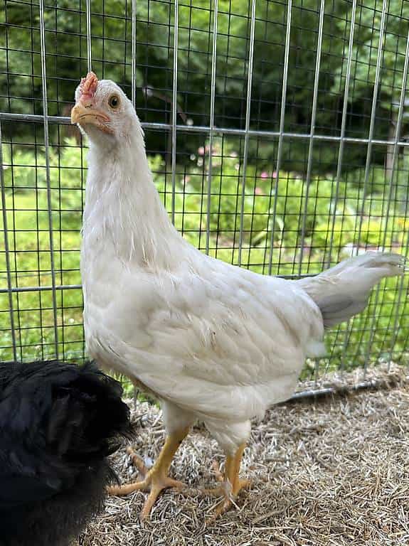 Jeune coq à donner