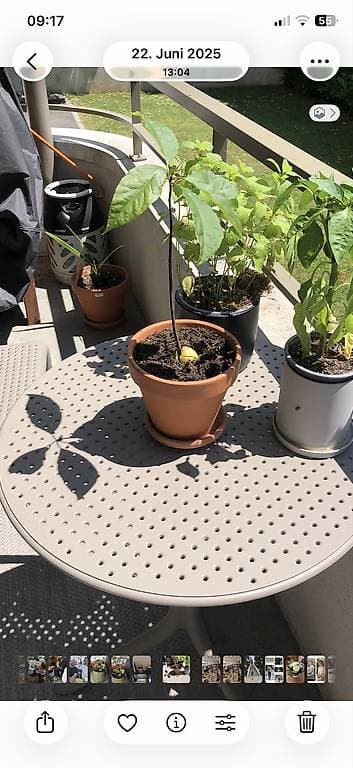 Diverse Blumentöpfe Gratis