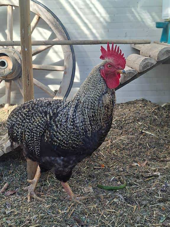 Magnifique coq araucana à donner contre bon soin