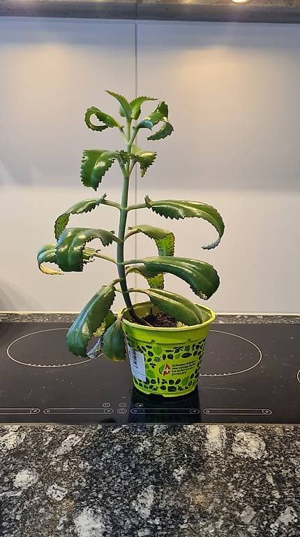 Pflanze Brutblatt Indoor