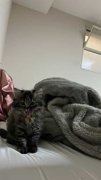 Adorable chaton a placer