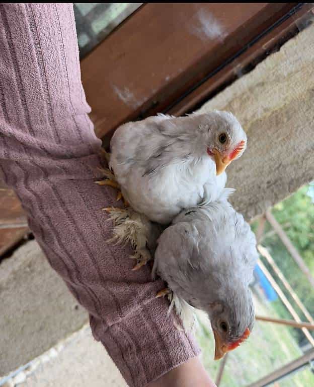 Petit coq Pékin domestiqué