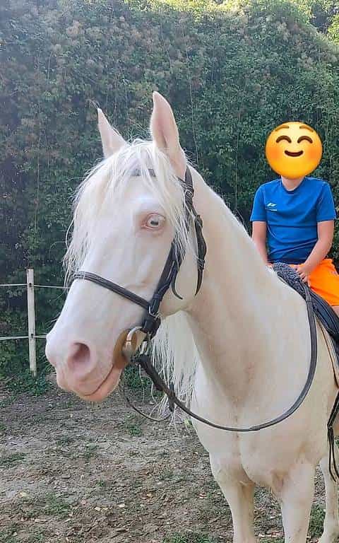 Hongre cremello