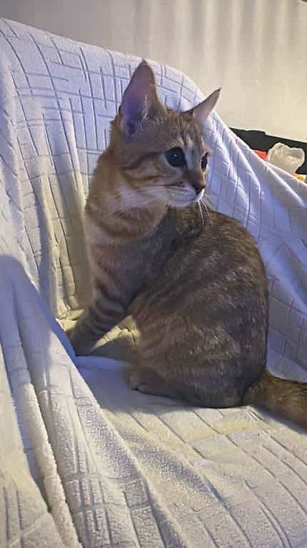 Adorable chaton mâle de 4 mois à donner