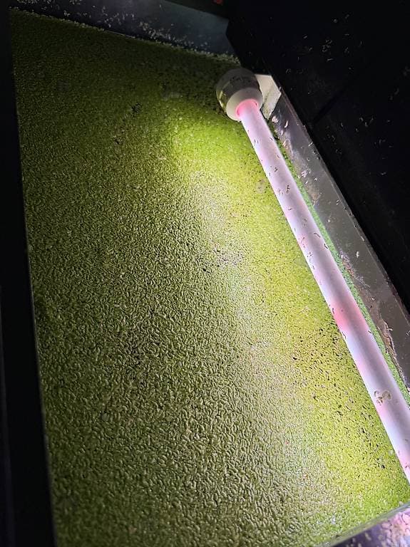 Lentille d'eau à donner