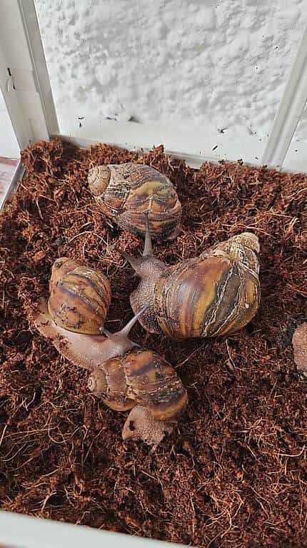 Achatina