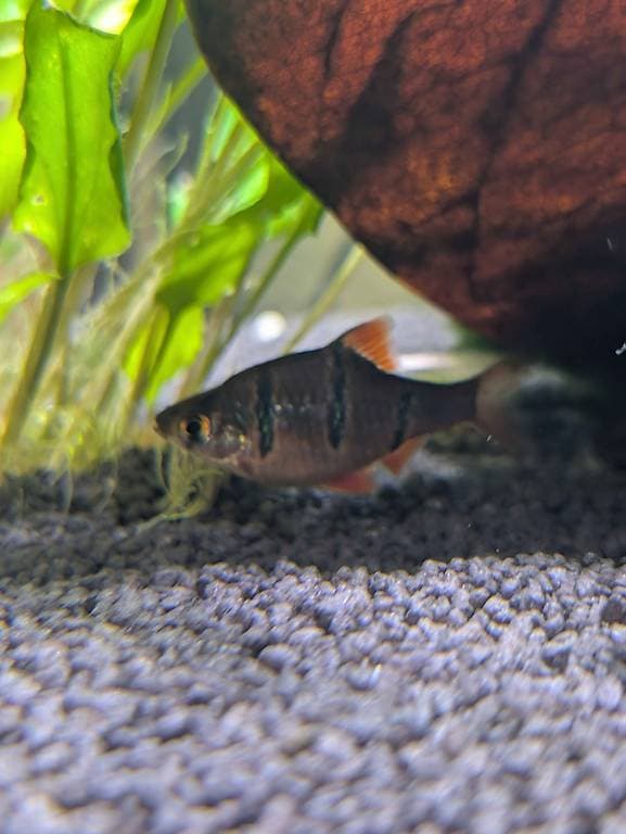 9 Fünfgürtelbarben gratis abzugeben Eschenz