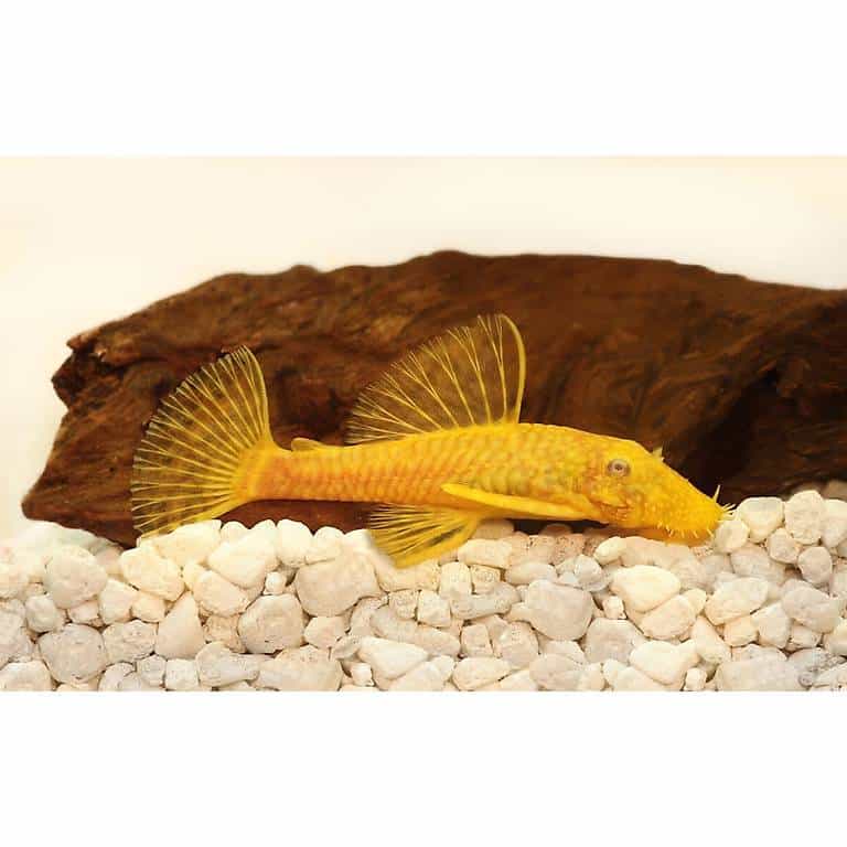 Ancistrus golden et noir