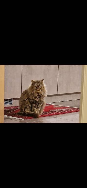 Chat British longhair
