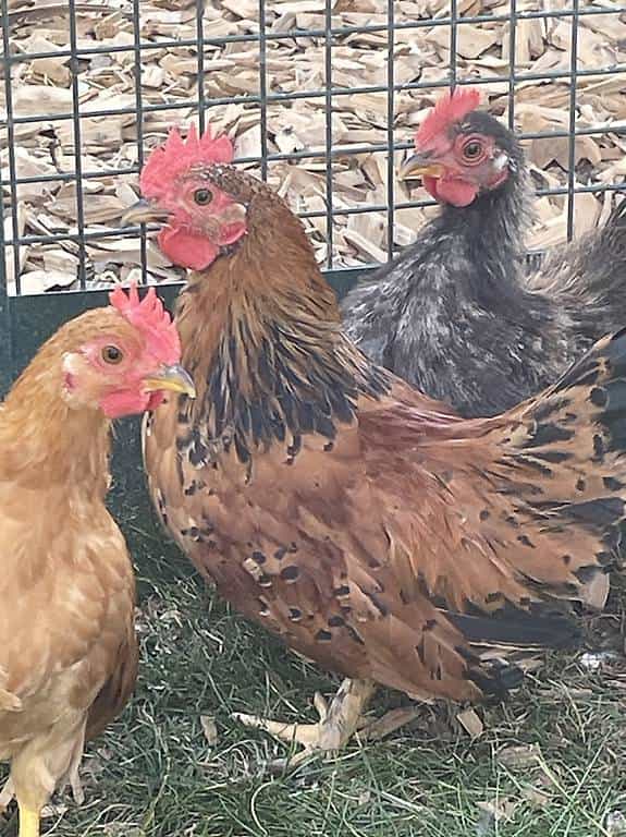 Poules naines