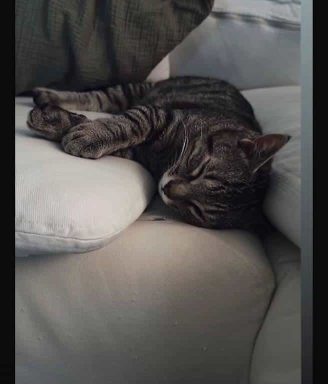 Katzen