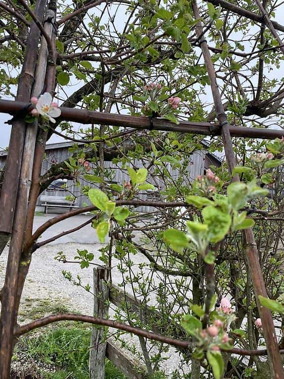 Apfelbaum