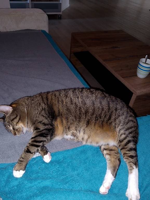 Kater sucht schönes neues zu Hause