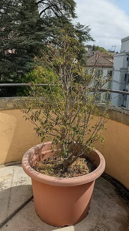 Laurier du Portugal.